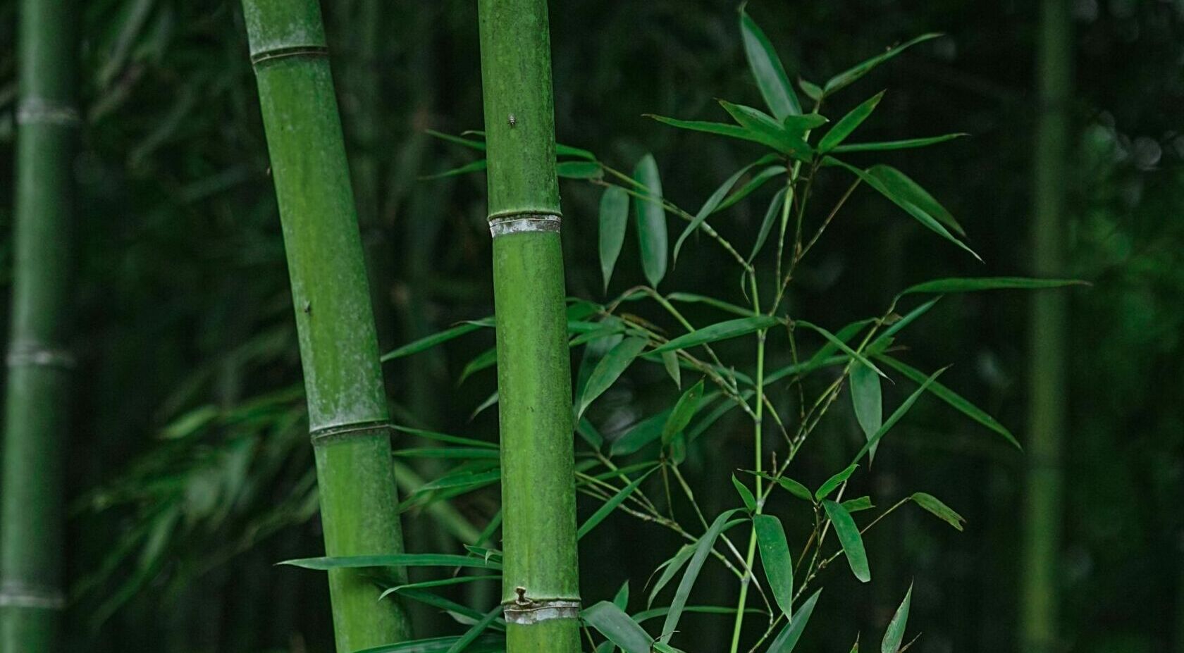 Bamboo Massage